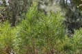 Bois darnette - Dodonea viscosa